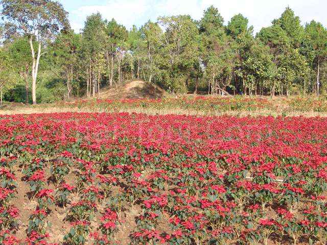 Christmas trees in Loei