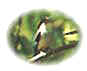 bird4.jpg (4596 bytes)