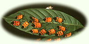 bugs_on_leaf.jpg (6437 bytes)