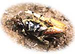 crab.jpg (4181 bytes)