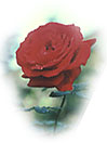 rose2.jpg (3941 bytes)