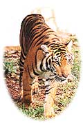 tiger.jpg (6172 bytes)