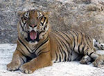 Tiger Temple