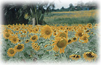 Sunflower Field