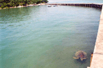 turtle pond for breeding